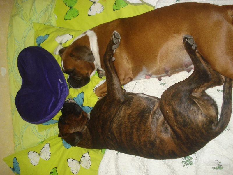 les amours