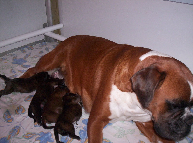 Chiot Boxer des Gardiens du Temple