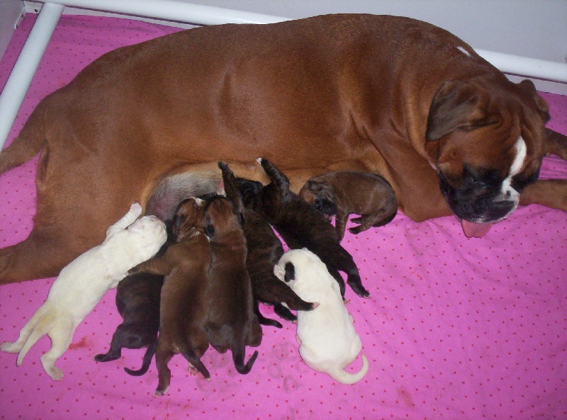 Chiot Boxer des Gardiens du Temple